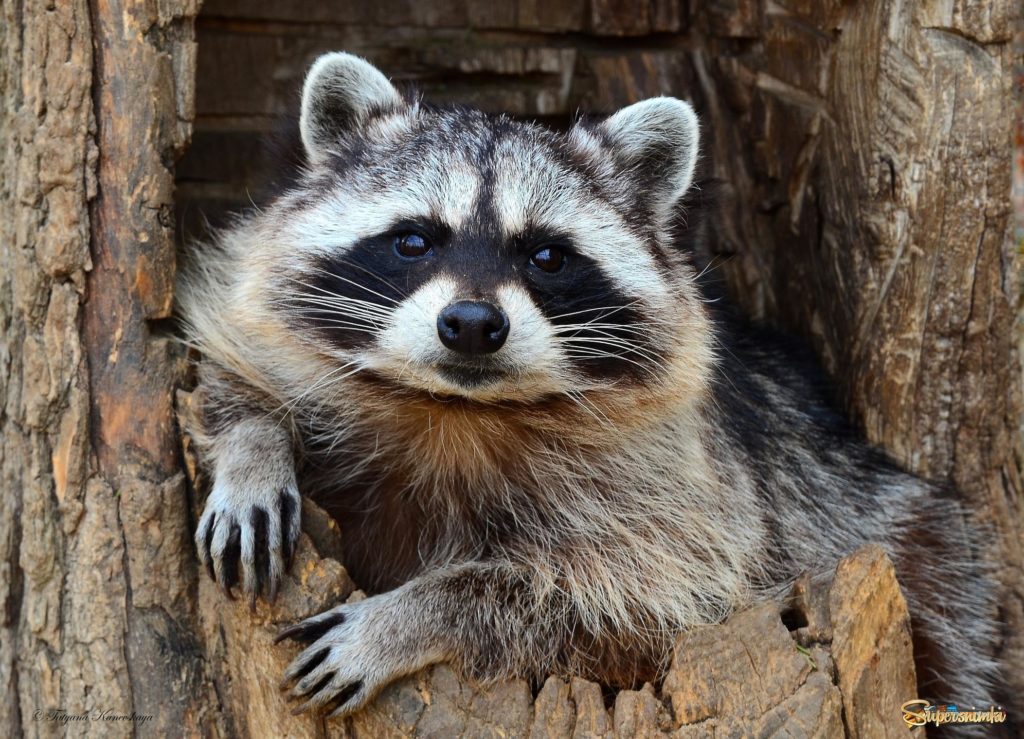 raccoon removal indianapolis