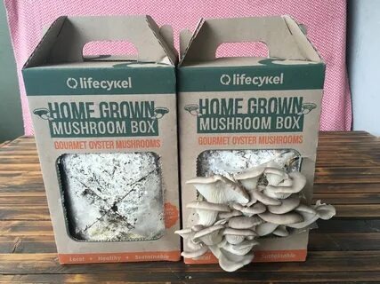 mushroom boxes